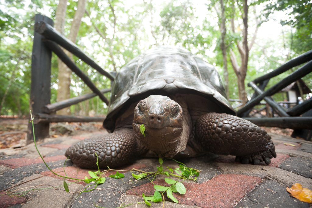 De reuzenschildpadden